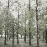 Кумодраж, стара храстова шума, типично за Шумадију, околина Београда, 27. април 1913. (фото www.albert-kahn.hauts-de-seine.fr)